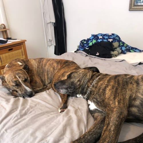 Nala ~ 2yr Old Staffy X (On Trial 17/05/2022)