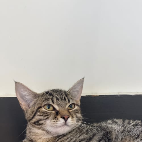 Gidgett - Reduced Adoption Fee