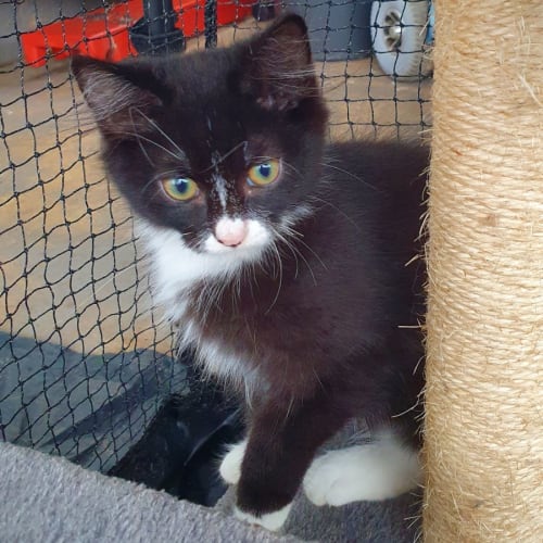 Mittens