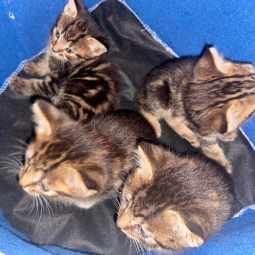 No photo for Bengal Cross Litter Of 5