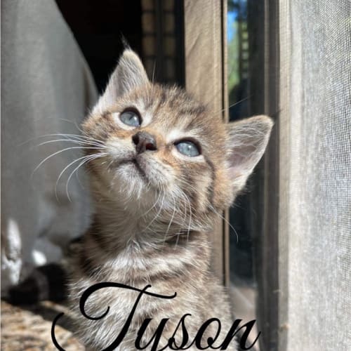 Tyson