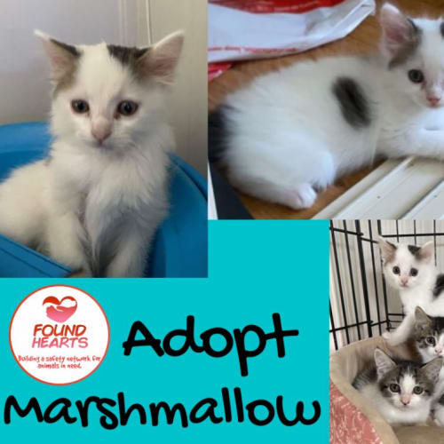 No photo for Marshmallow