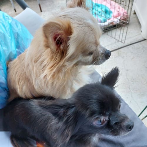 Ivy and Jose