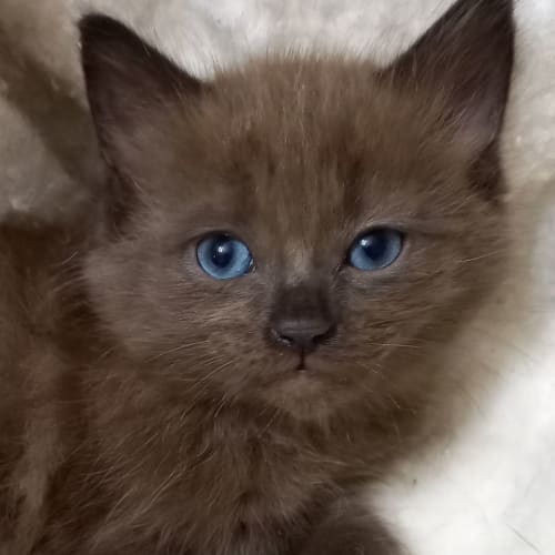 Chico 