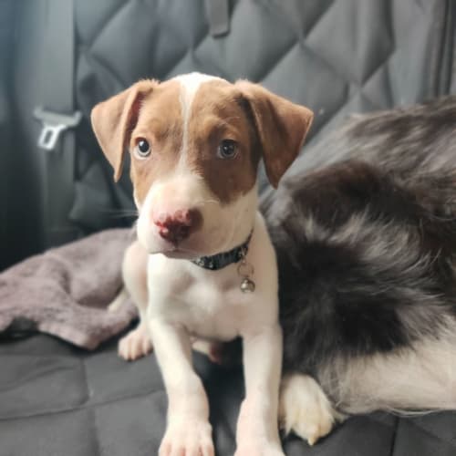 "We don't talk about" Bruno