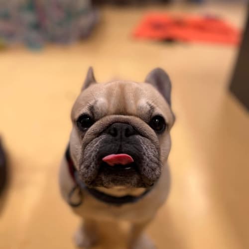 Lulu