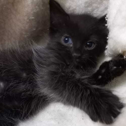 Corby