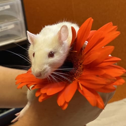 Blossom 