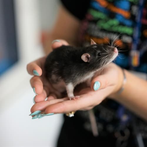 Oreo
