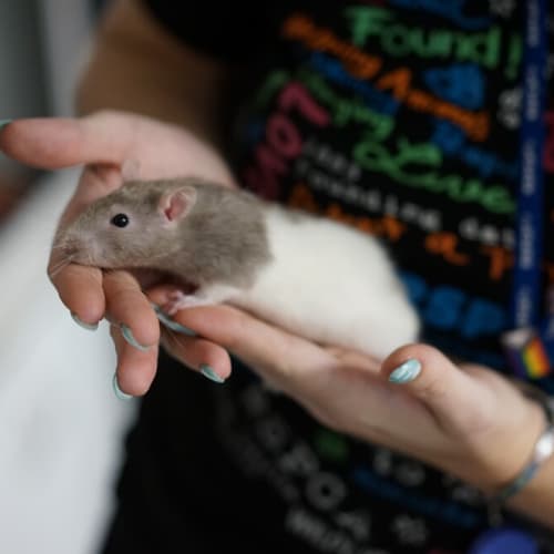Chocco