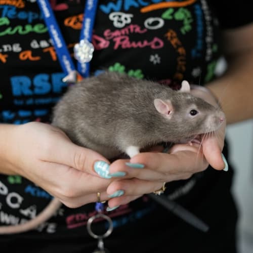Frank