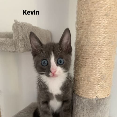 Kevin