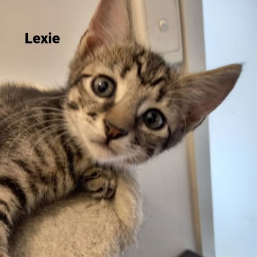 Lexie