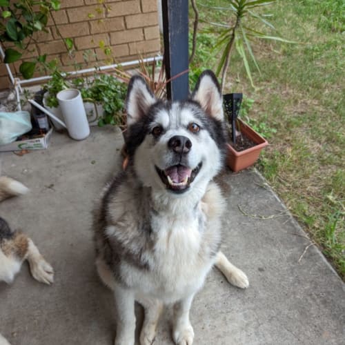 Nanook