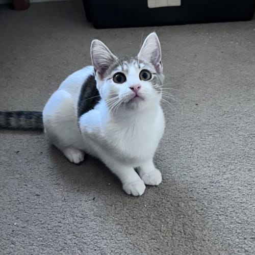 Amy