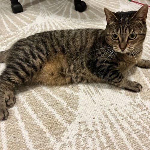 Cherie ~ deserving 2yo