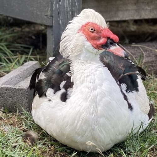 James Pond 