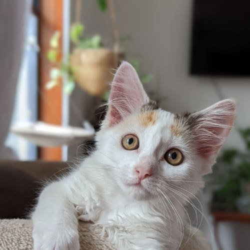 Sweetpea