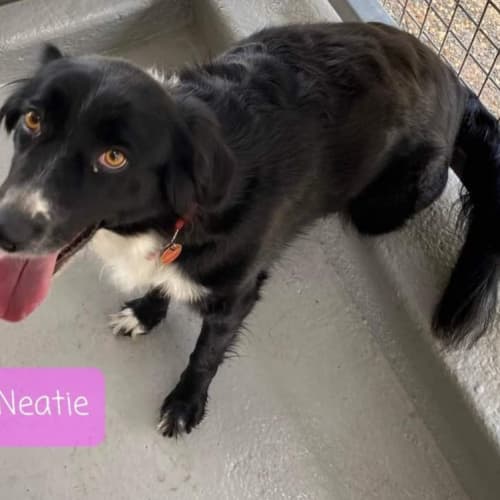 Neatie