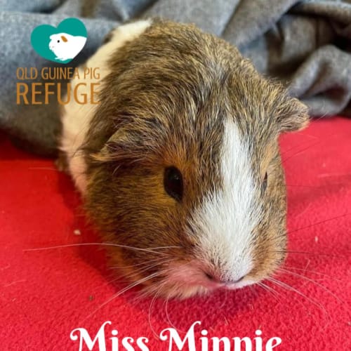 Miss Minnie