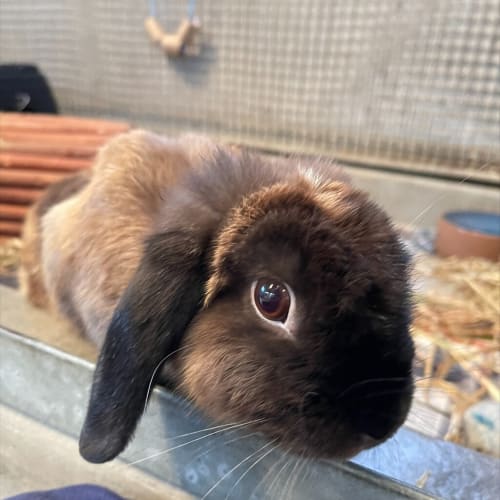 Hot Cross Bun