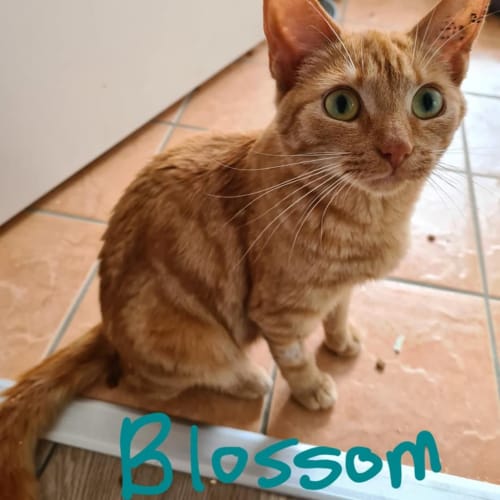 Blossom