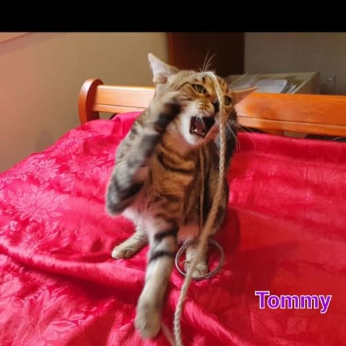 Tommy