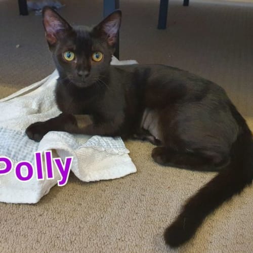 Polly