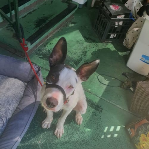 Sweet Sigurd *Foster Carer Needed*