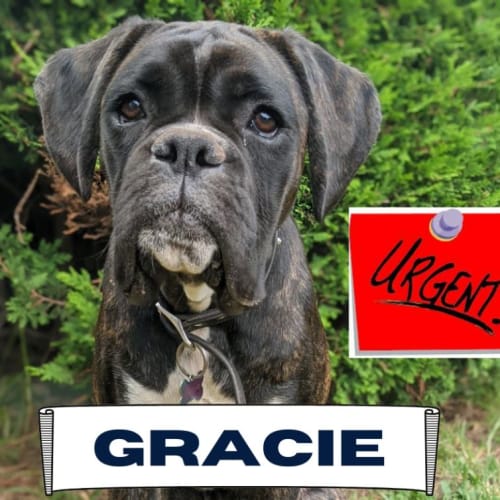 Gracie