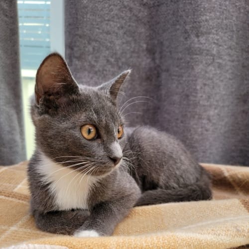 Tia - Located in Braybrook