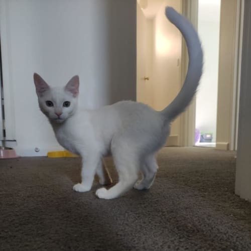 Blanquito