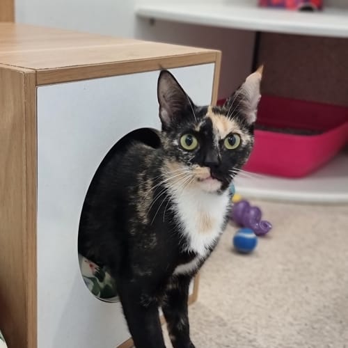 Suzie