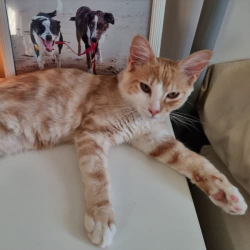 Hunter 🧡🐾