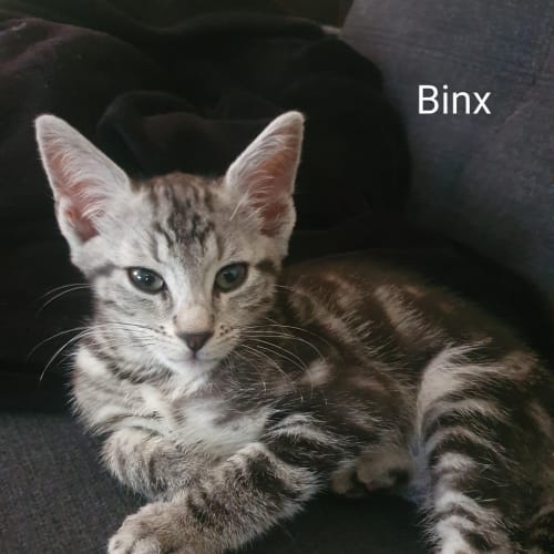 Binx