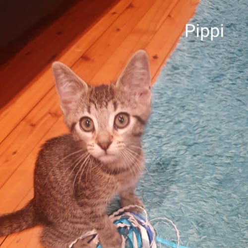 Pippi