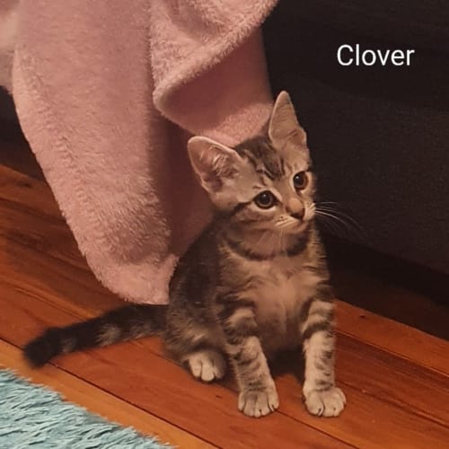 Clover