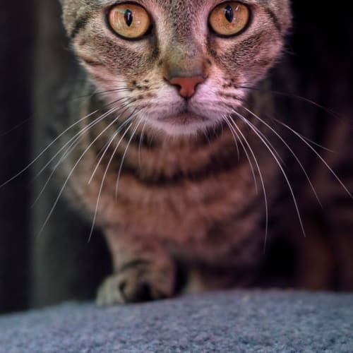 Brooke ** 2nd Chance Cat Rescue**