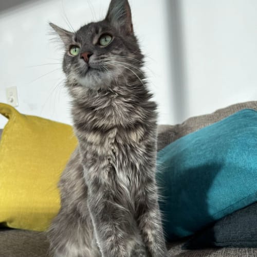 Mr Gato