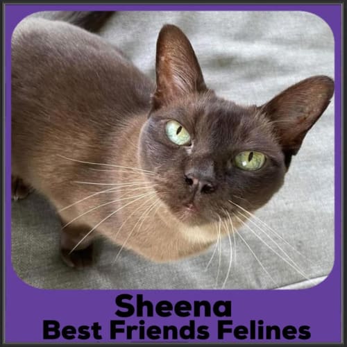 Sheena 
