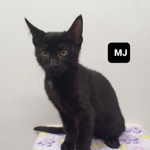 MJ