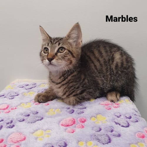 Marbles