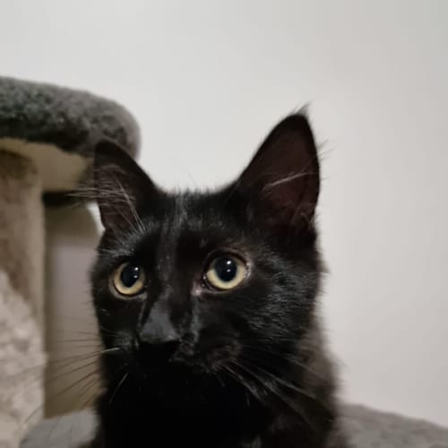 🤍🖤 Pepper 🖤🤍