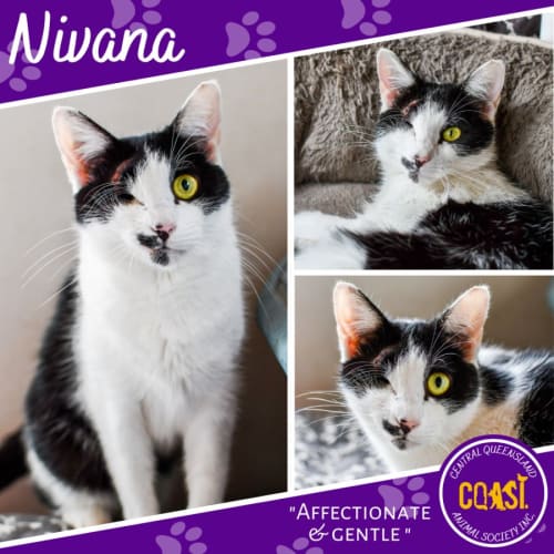 Nivana