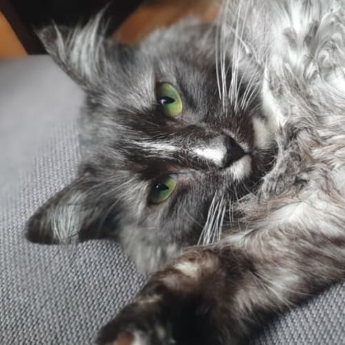 Bluebell **Fin, Furred N Feathered**