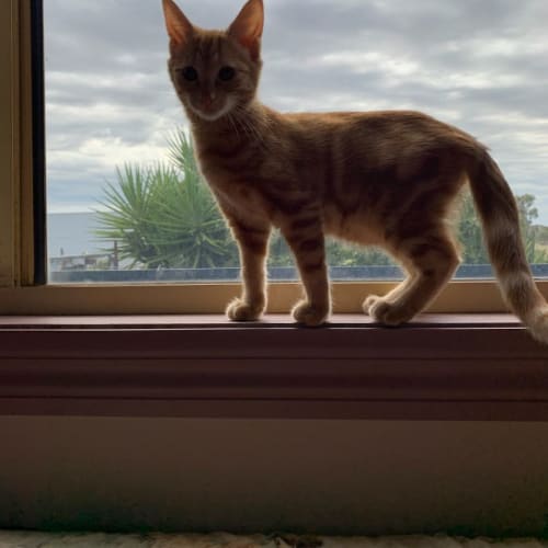 Louie