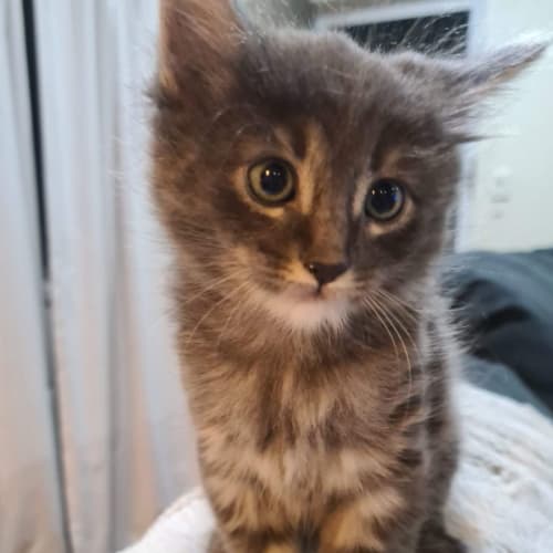 Sooky