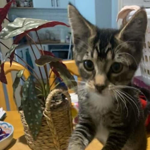 Tiggie