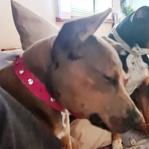 Nala ~ 3mo Kelpie X