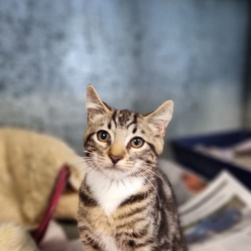Juniper